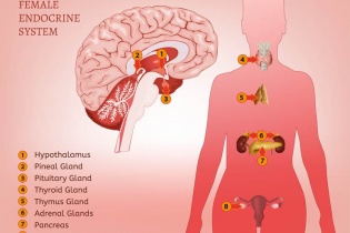 ENDOCRINE SYSTEM