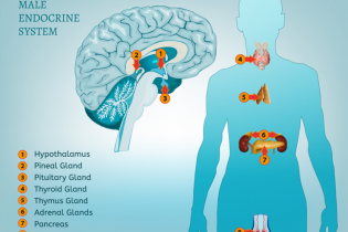ENDOCRINE SYSTEM